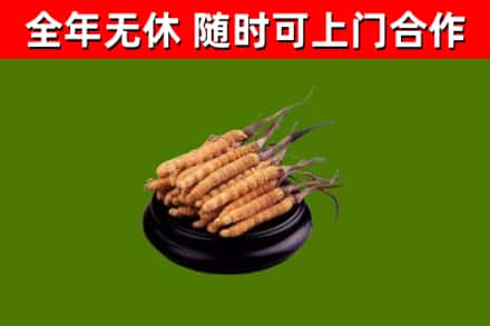 泸州市回收冬虫夏草