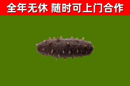 泸州市回收海参干